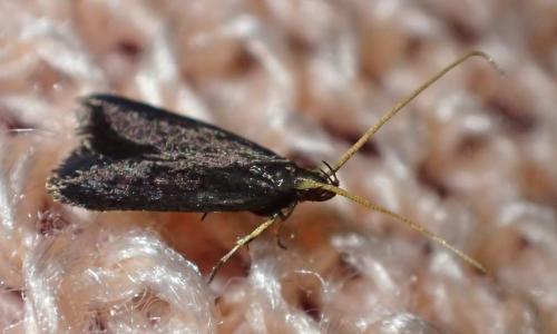 Lecithocera nigrana